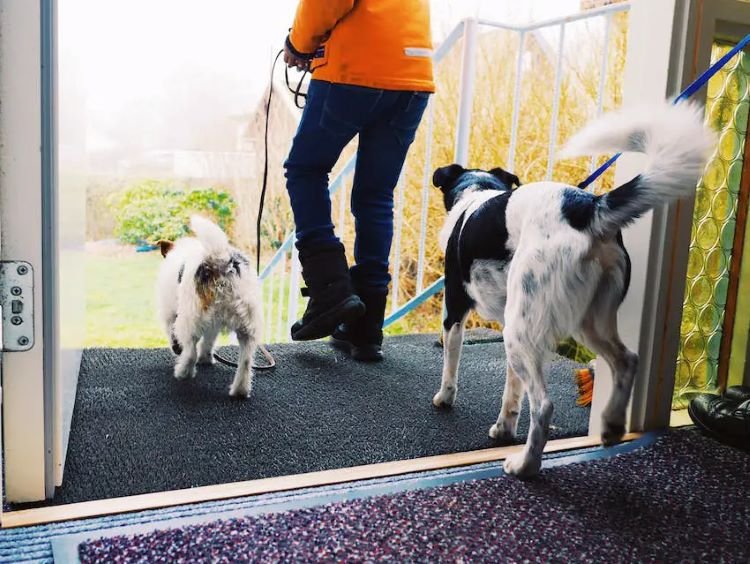 dogs on walk
